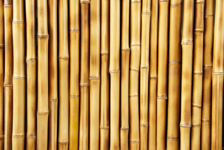 How Strong Is Bamboo And Is It A Wood?