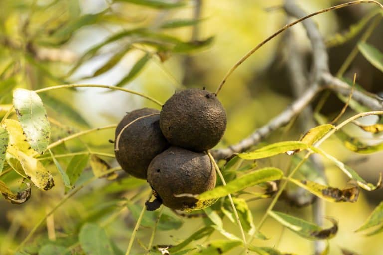 Black Walnut Tree Value Assessing Worth By Age, Size, And Quality