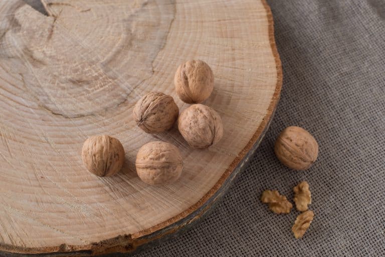Black Walnut Tree Value Assessing Worth By Age, Size, And Quality