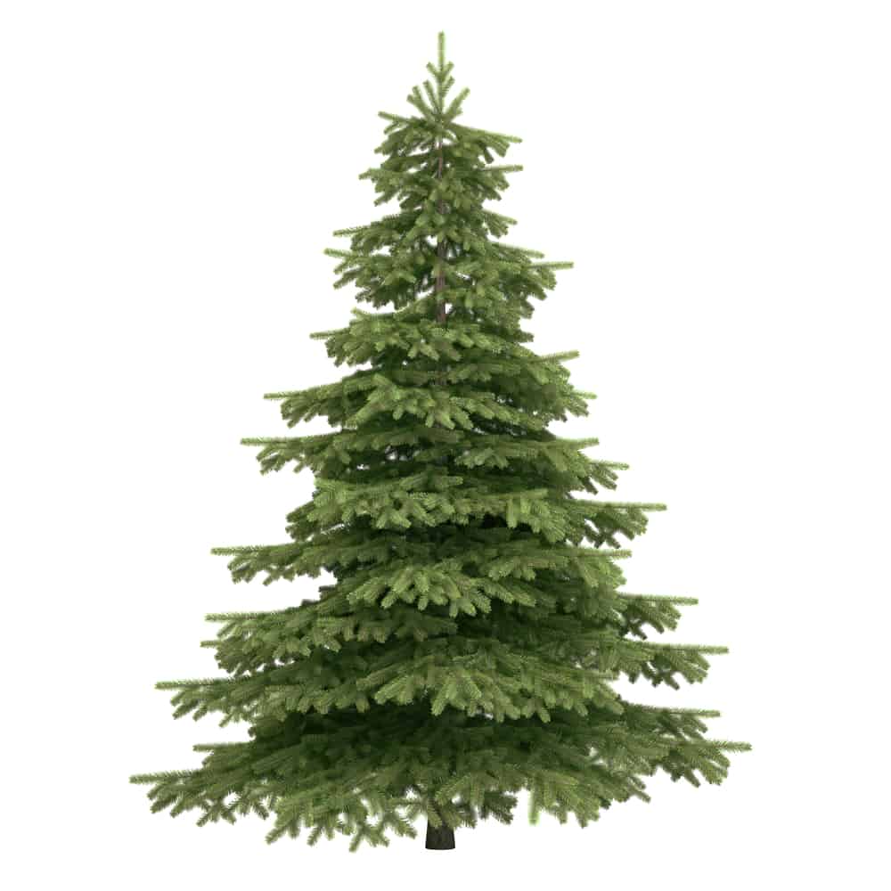Spruce Tree