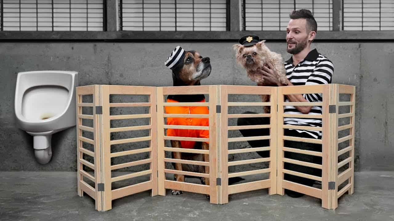 Modern Retractable Dog Gate for Style and Safety