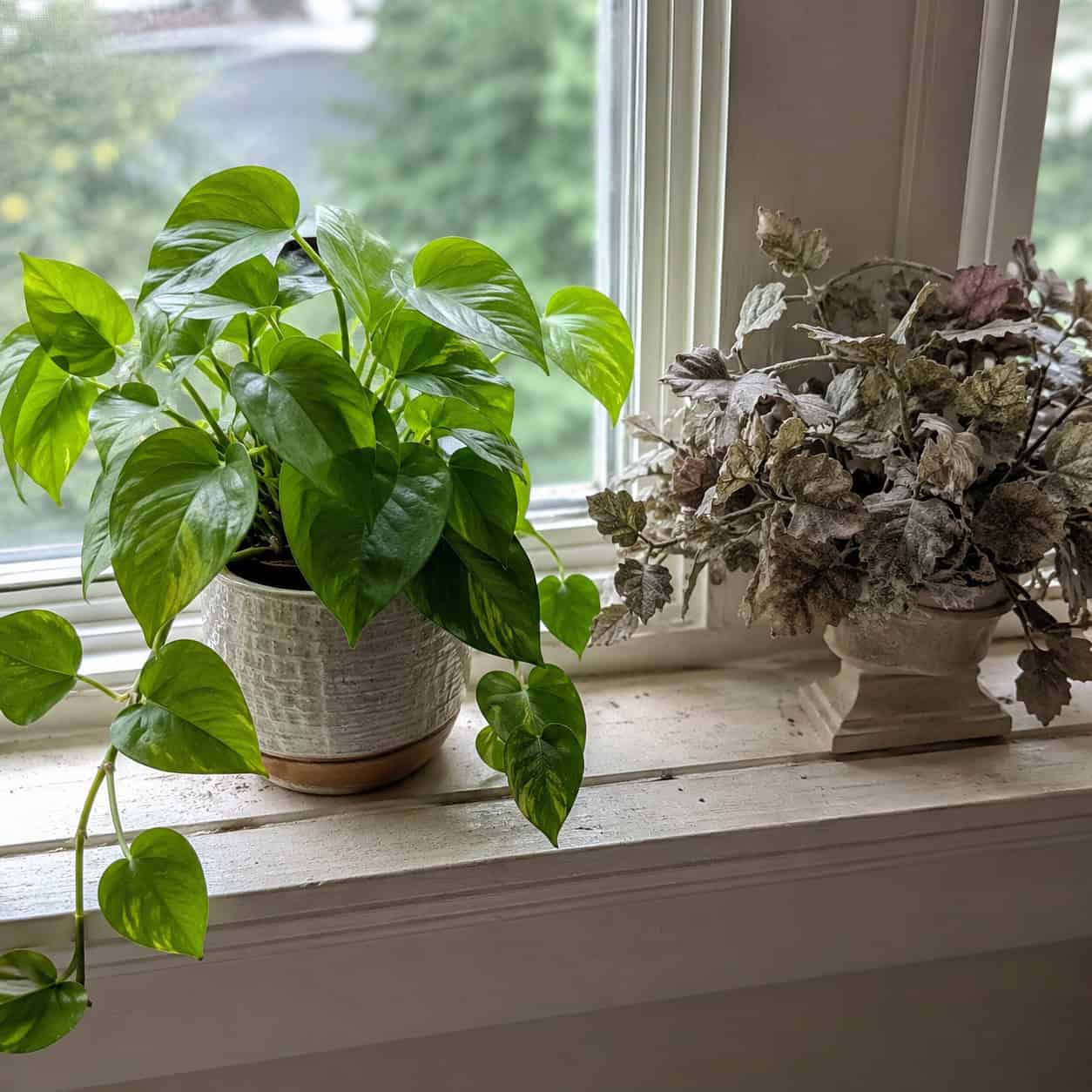 Living Plants vs. Dusty Fakes