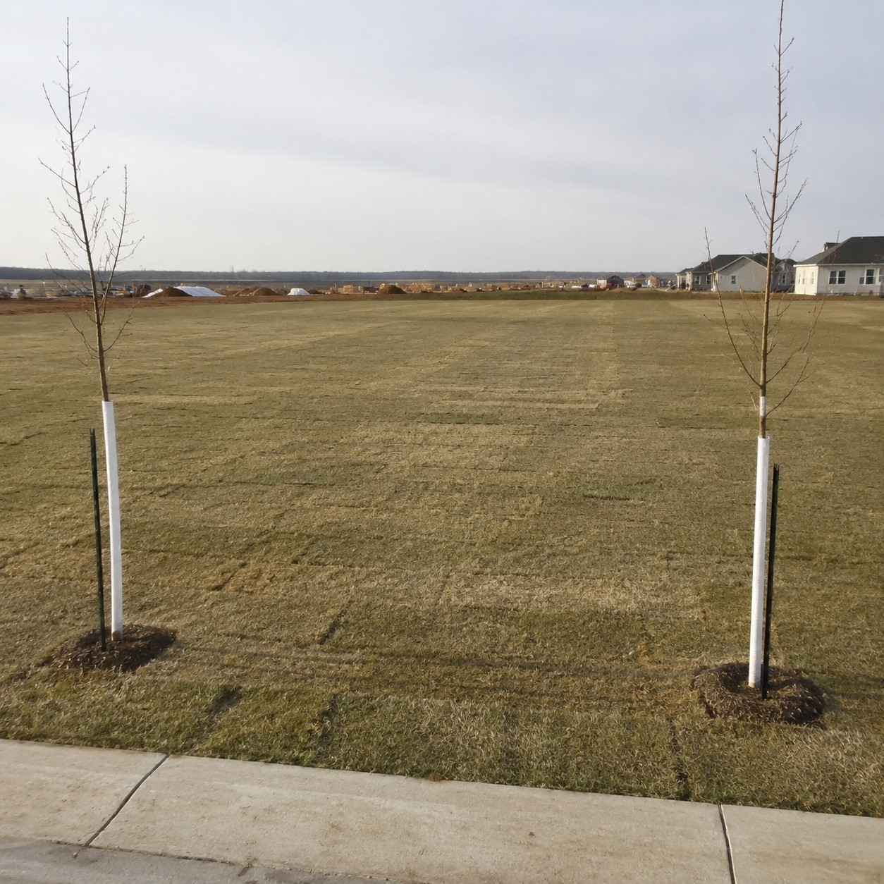Scraped Topsoil and a Blanket of Sod