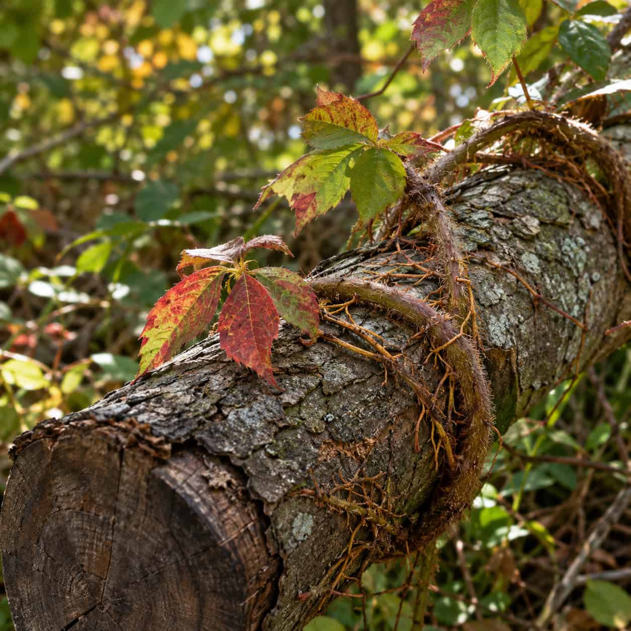 The Poison Ivy Vine Still Clinging to the Log