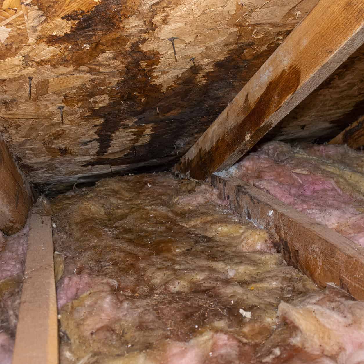 Wet, Matted Insulation From a Leak Nobody Replaced